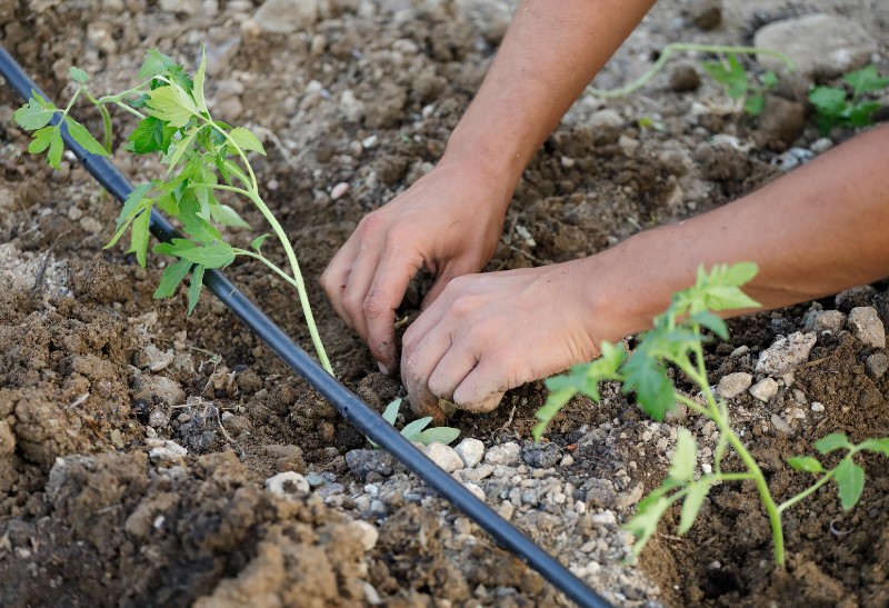 kapljično namakanje paradižnika